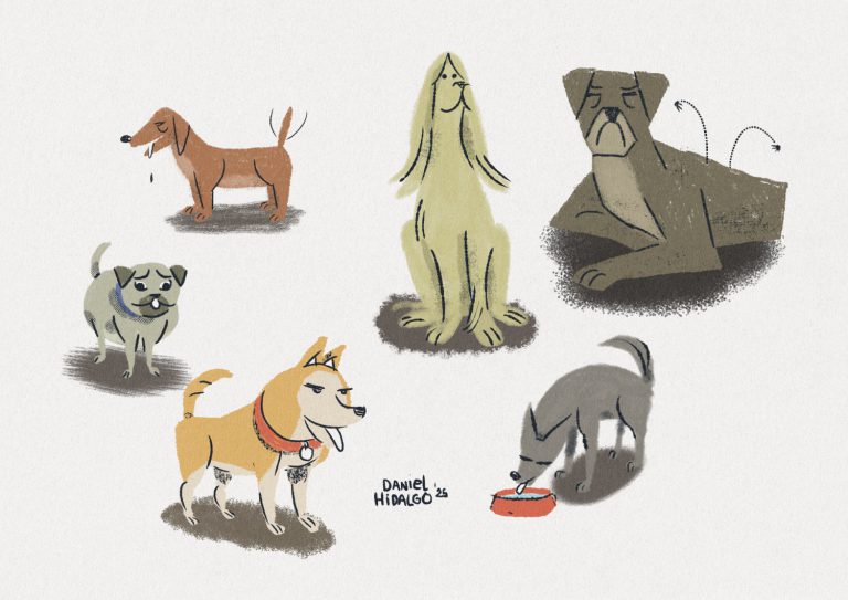 Perros de distintas razas